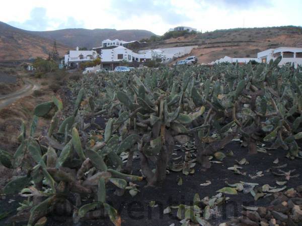 Lanzarote - Plantaža kaktusa